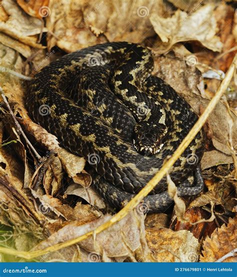 Common European Adder or Common European Viper (Vipera Berus) Basking ...