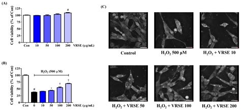 H2O2 HT22 的图像结果