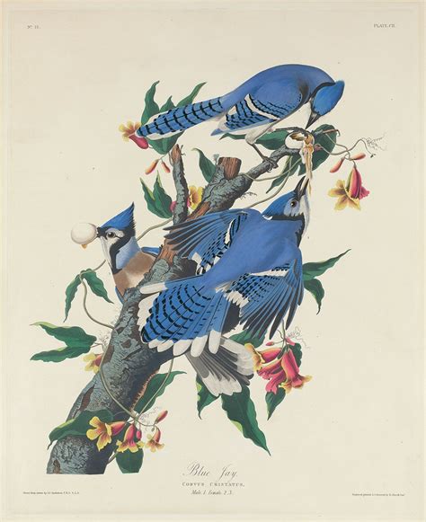 John James Audubon | Biography, Drawings, Books, & Facts | Britannica