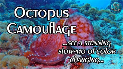 Image result for How Octopus Change Color