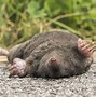Image result for mole