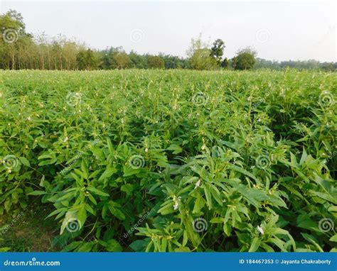 Image result for Sesame Seed Tree