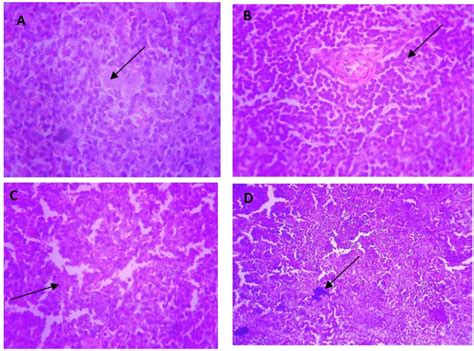 Fig. 7: Micrographs demonstrating histopathological changes in groups ...