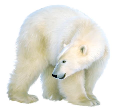 Polar bear Clip art - bear png download - 2378*2216 - Free Transparent ...