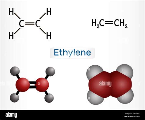 Ethylene Lewis Dot Polymers: From DNA To Rubber Ducks Curious