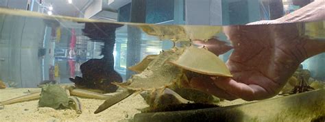 Aquarium/Smithsonian Marine Ecosystems Exhibit | St. Lucie County, FL
