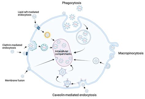 The Importance of Small Extracellular Vesicles in the Cerebral ...