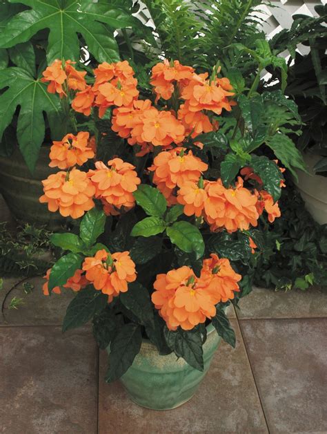 Indoor Plant Orange Flowers - Indoor Plants