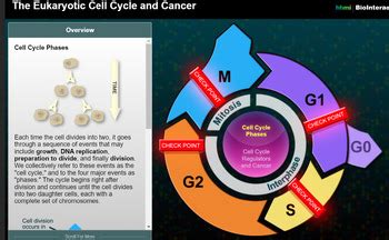 Image result for Crash Course Cell Cycle