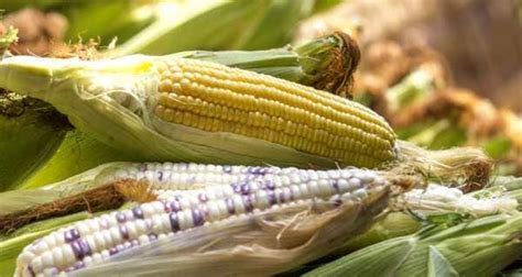 इन 9 कारणों से मक्का या कॉर्न ज़रूर खायें | TheHealthSite.com Hindi