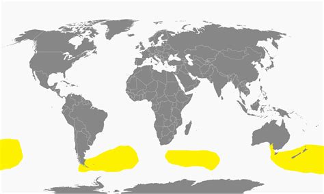 Grey-backed storm petrel - Facts, Diet, Habitat & Pictures on Animalia.bio