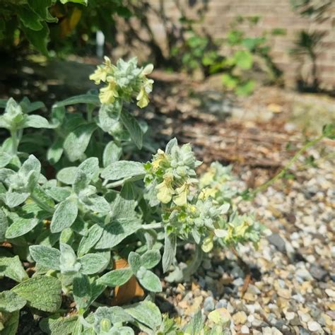 Stachys iva Griseb. | Plants of the World Online | Kew Science