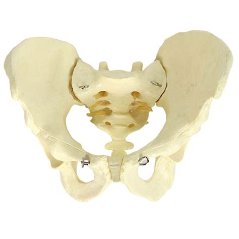 Buy BEAGHTY Adult Male Pelvis Model of The Ilium Sciatic Model, Human ...