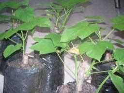 Forestry :: Clonal Forestry