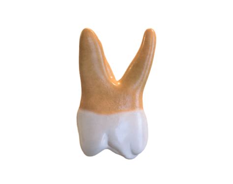 p3d.in - PRIMER MOLAR SUPERIOR 16