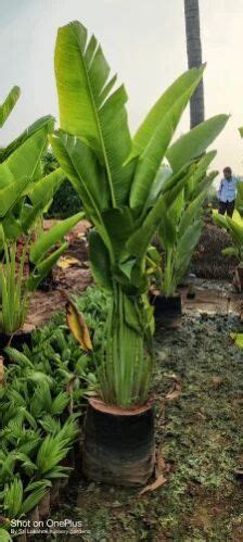 Traveller Palm Plant Manufacturer, Supplier from Rajahmundry