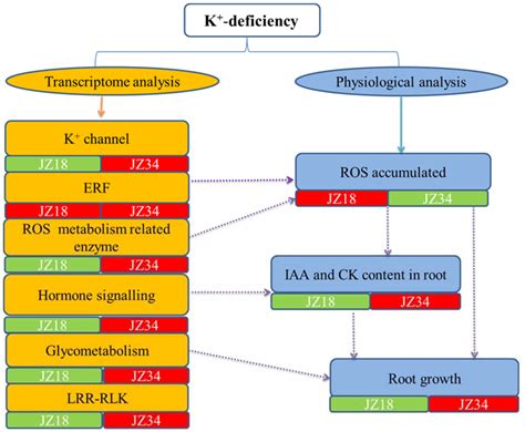 Comparative Transcriptome Profiling of Two Tomato Genotypes in Response ...