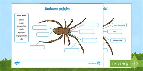 Karta pracy Budowa pająka (teacher made) - Twinkl