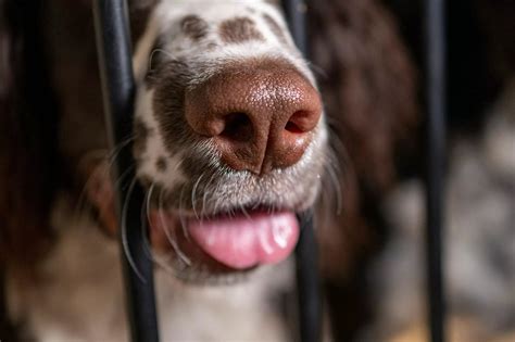 Why Do Dogs Have Wet Noses? – Canine Culture