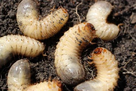 How Do Maggots Form In Your Body at Dianne Carney blog
