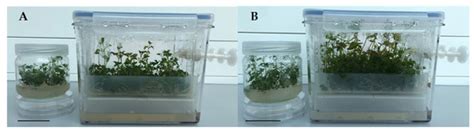 Horticulturae | Special Issue : In Vitro Propagation and Biotechnology ...