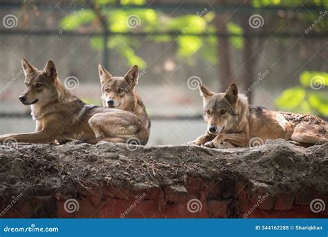 Indian Grey Wolf Pack Canis Lupus Pallipes Resting on the Platform ...