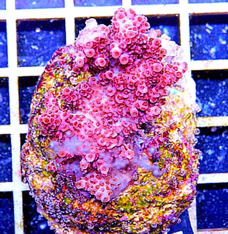 Moonshine eagle ..... - Korallen Farm Joe&Co - Meerwasserforum