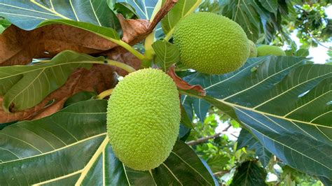 Fruit Trees You Should Avoid In Florida (And Why)