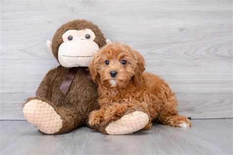 Newborn Cavapoo 的图像结果