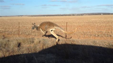 Kangaroo Hop: A Wild Australian Adventure