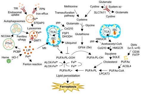 Targeting Iron-Sulfur Clusters in Cancer: Opportunities and Challenges ...