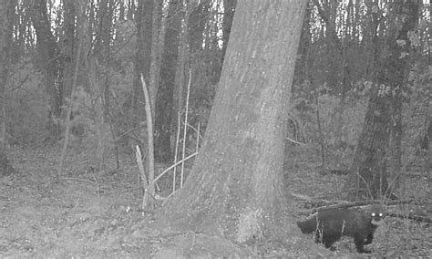 Fisher Cat Scream Sound 的图像结果