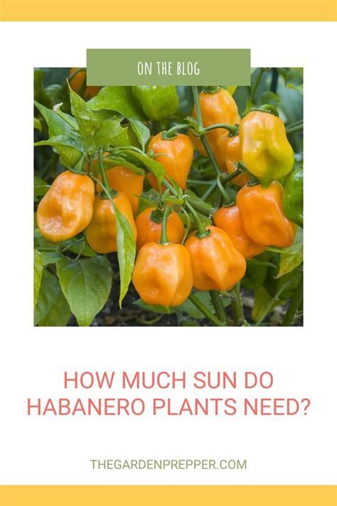 how much sun do habanero plants needDownload it from how much sun do ...