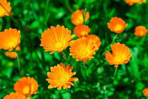 5 Health Benefits of Calendula Flowers - lifeberrys.com
