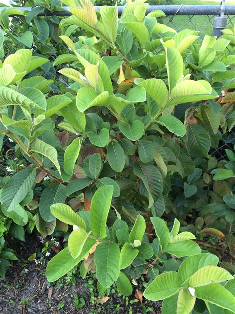 Image result for Planting Guava Tree