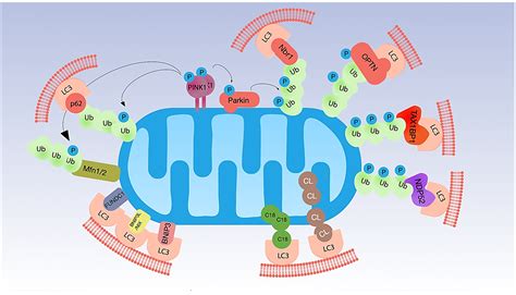 Mitophagy and Oxidative Stress: The Role of Aging