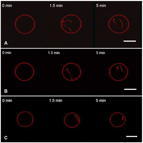 Influenza A Virus M1 Protein Non-Specifically Deforms Charged Lipid ...