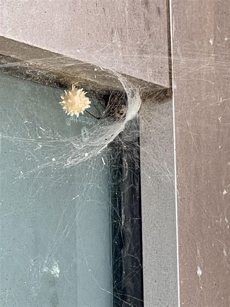 Brown Widow? I know brown widows have the spikey egg sac but is it ...