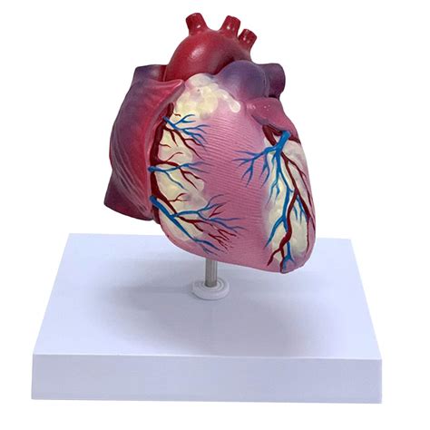 Buy FACAIA Human Heart Model for Anatomy, 2 - Part Heart Models, Life ...