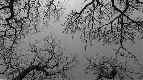 Free Images : tree, forest, branch, snow, winter, black and white, sky, leaf, dark, weather ...