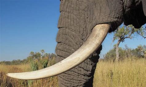 Kerala High Court Seeks Detailed Action Plan From State Over Elephant ...