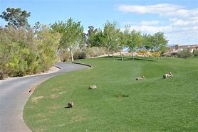 Image result for Bunnies of Las Vegas Amber