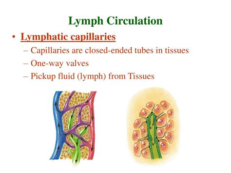 Image result for Lymphatic System Flow