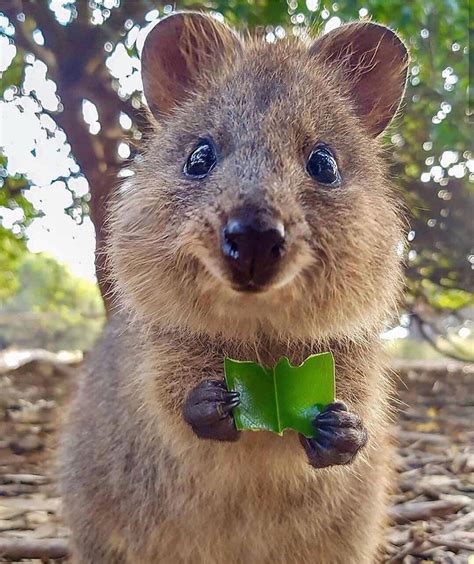 Le quokka (Setonix brachyurus) est un petit marsupial de la famille des macropodidés comme le ...