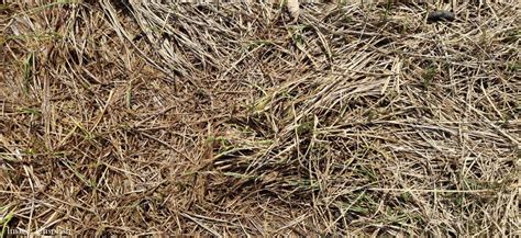 What is Organic Farming? Cultivation Map in India | CEEW Report