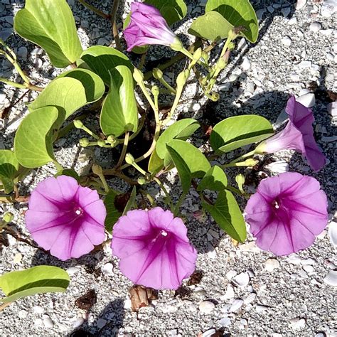 Low Maintenance Plants for Your Yard, Estero Recreation Center, 2 March ...