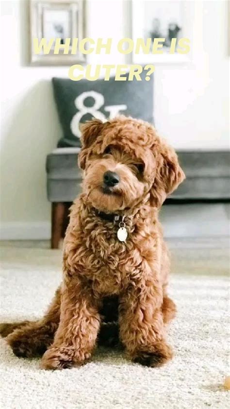 Image result for Dogs 101 Cockapoo