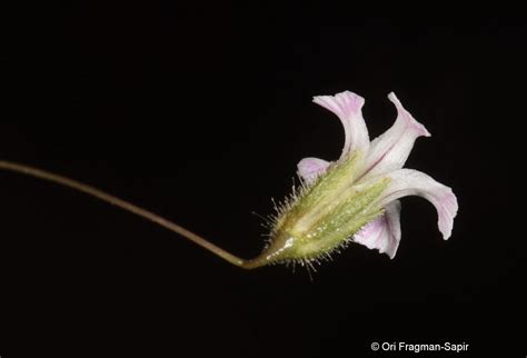 Gypsophila pilosa var. pilosa | Plants of the World Online | Kew Science