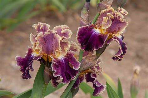 How to Grow and Care for Bearded Iris Plants