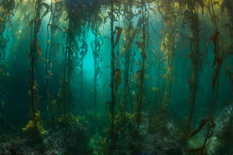 The kelps are alright: Studies reveal resilience in kelp forests